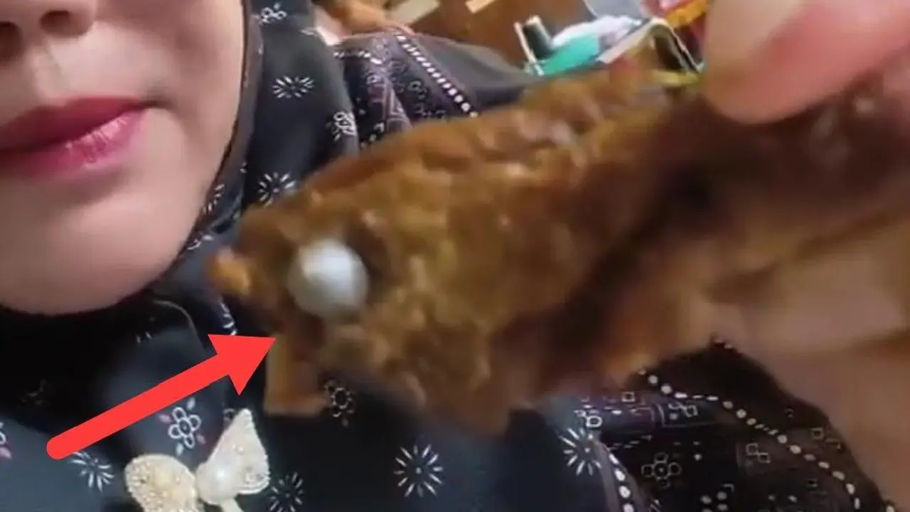 Dugaan Peluru di Menu Makan Siswa SD Lampung Utara, Program Gizi Disetop Sementara