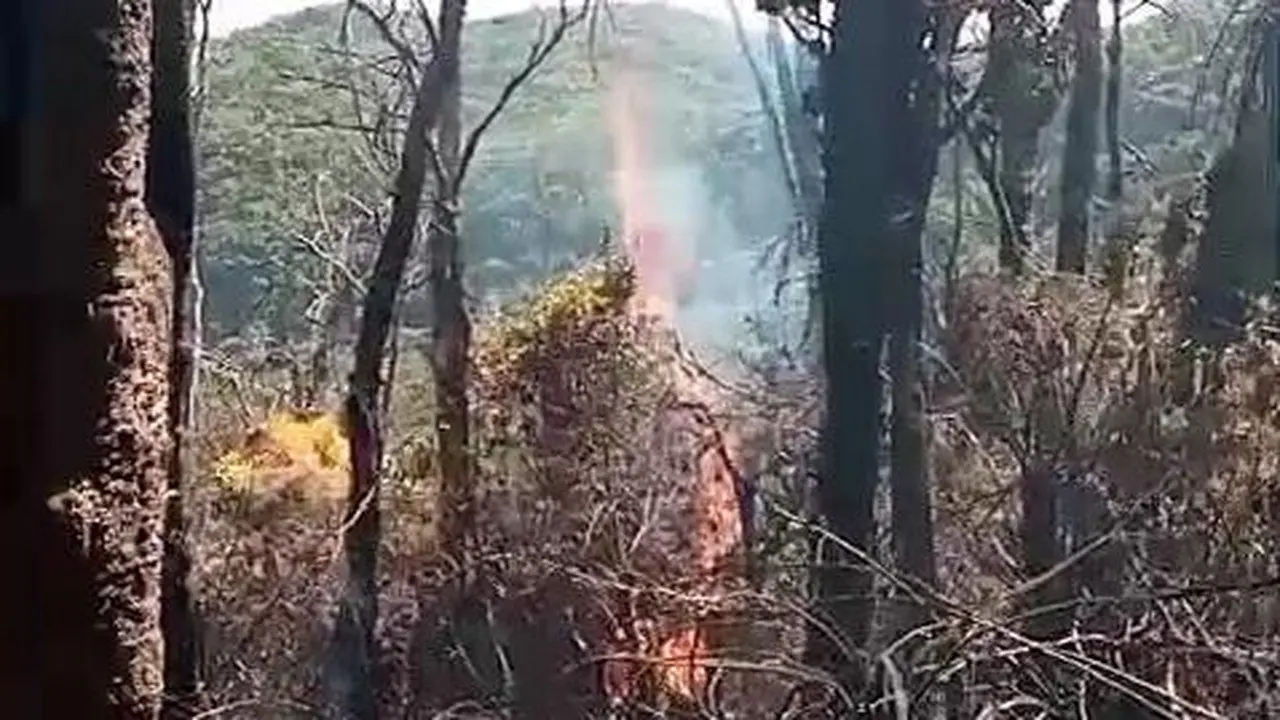Jawa Barat Hadapi 132 Kasus Karhutla, Pendakian Gunung Diminta Ditunda