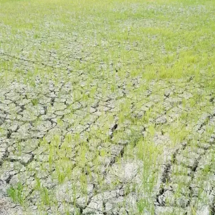 Kementan Berhasil Selamatkan Ribuan Hektare Sawah dari Kekeringan El Nino di Lamongan