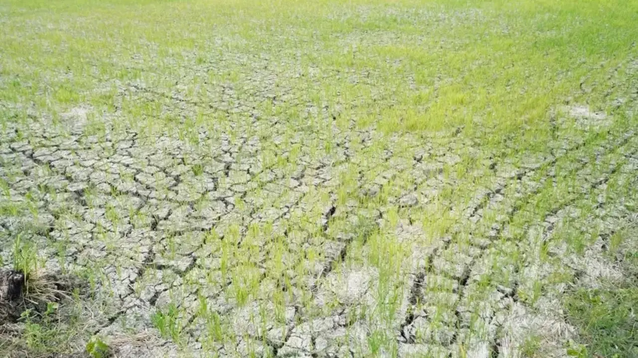 Kementan Berhasil Selamatkan Ribuan Hektare Sawah dari Kekeringan El Nino di Lamongan