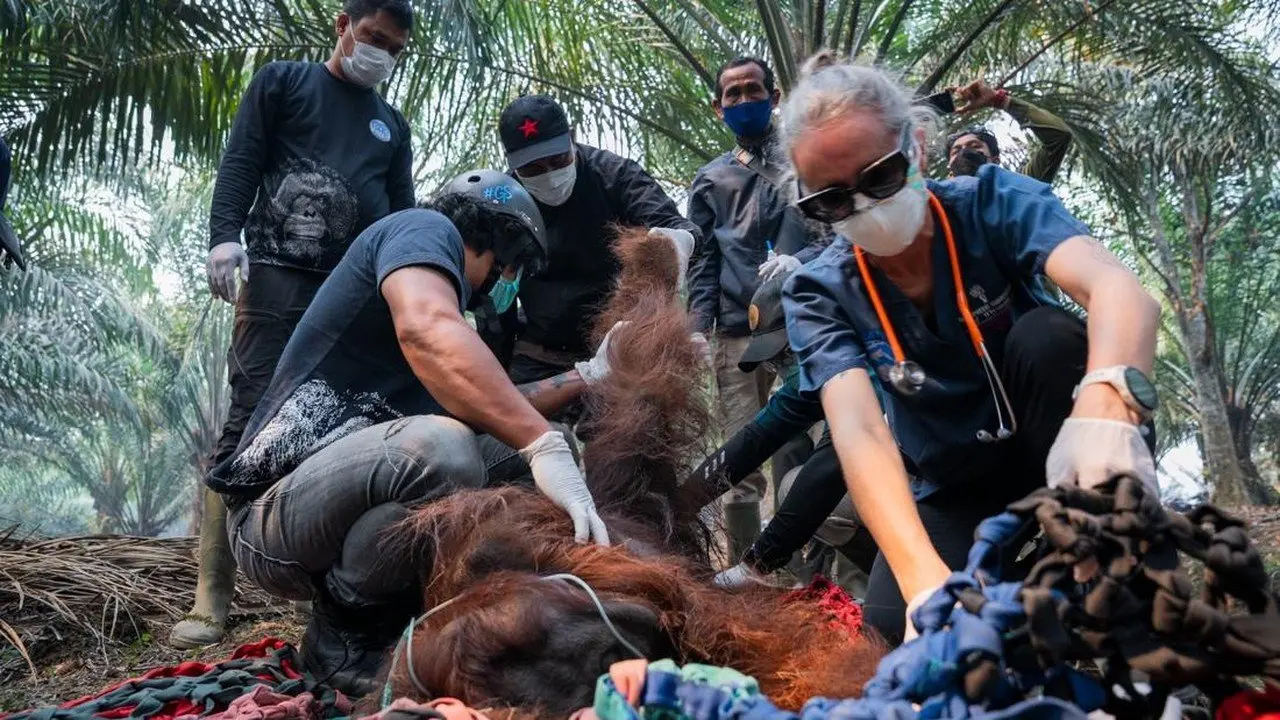 Orangutan Kalimantan Ditemukan Lemah di Kebun Sawit Akibat Asap Karhutla