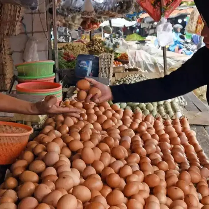 Pemerintah Berupaya Angkat Harga Telur Ayam ke Rp 30 Ribu/Kg