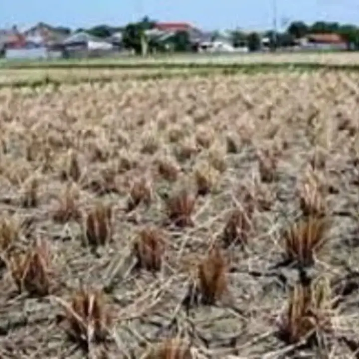 Sawah Kekeringan 32 Ribu Hektare, Pemerintah Pastikan Produksi Beras Aman