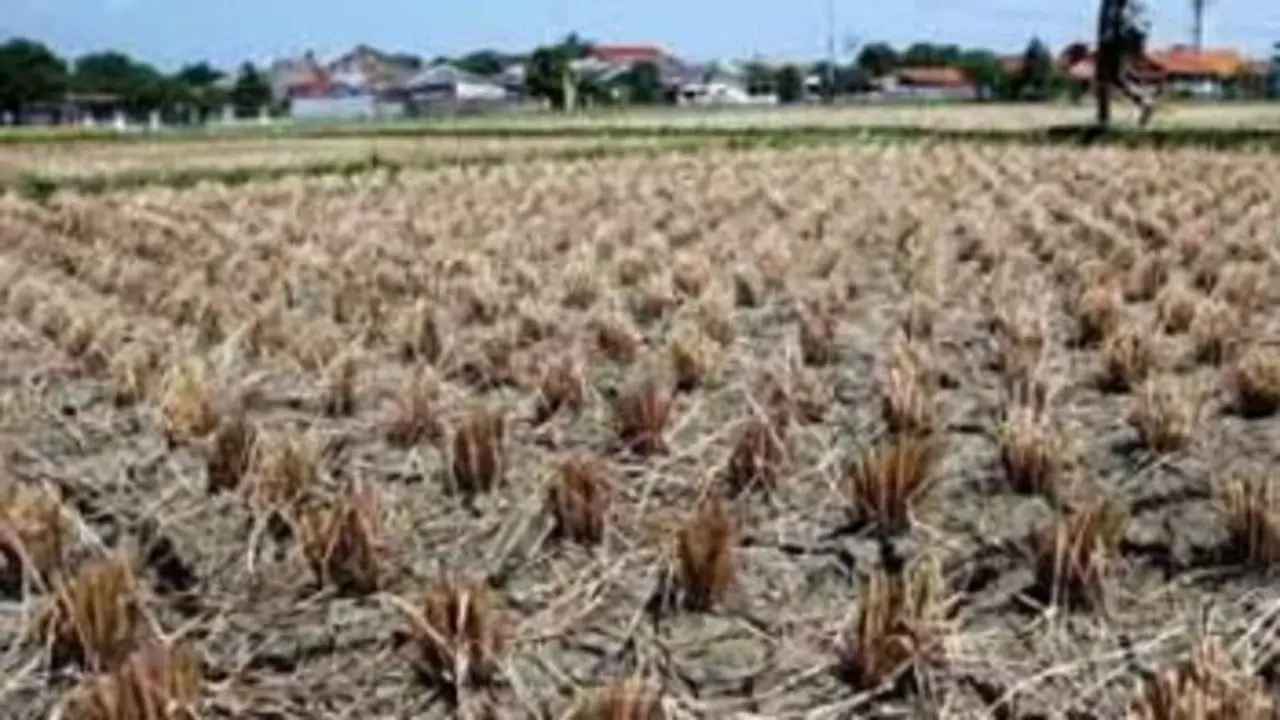 Sawah Kekeringan 32 Ribu Hektare, Pemerintah Pastikan Produksi Beras Aman