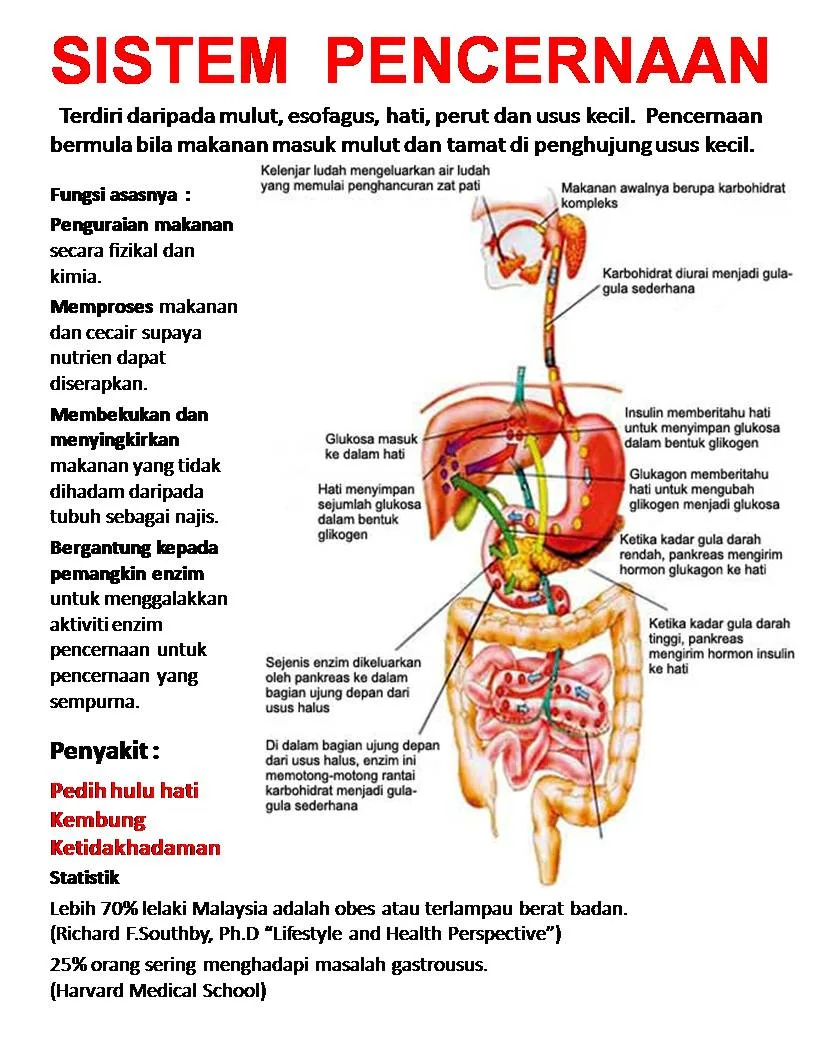 Penggugat Ijazah Gibran: Profil Lengkap Para Penggugat ke Mahkamah Konstitusi