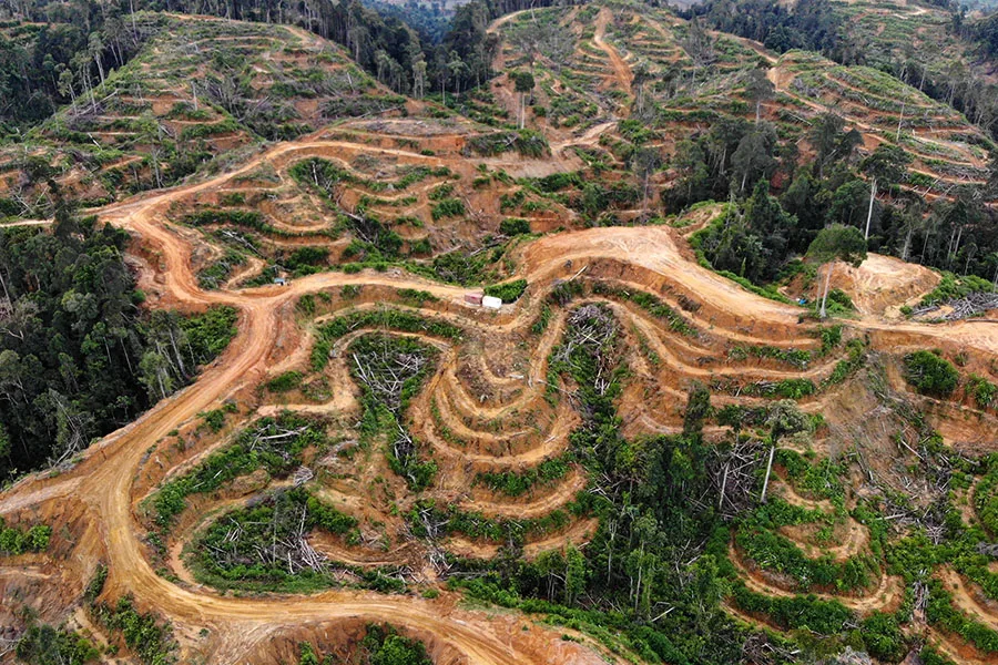 Tragedi Lingkungan di Dharmasraya: Lahan Bekas Karhutla Disulap Jadi Kebun Sawit Ilegal